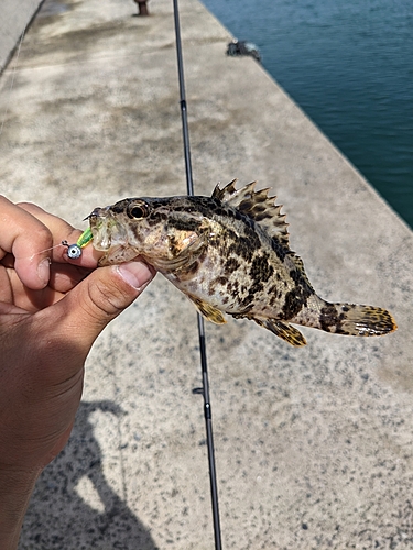 タケノコメバルの釣果