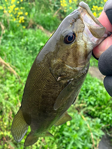 スモールマウスバスの釣果