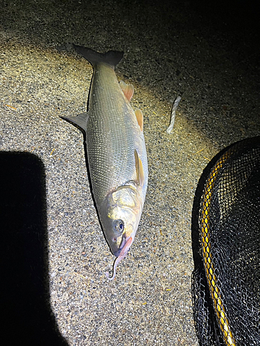 ウグイの釣果