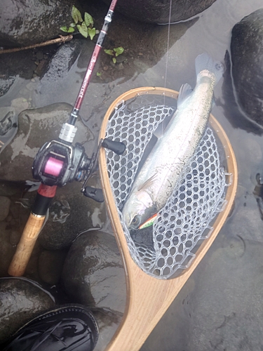 ニジマスの釣果