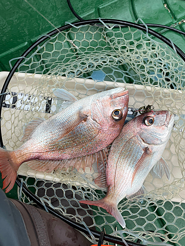 マダイの釣果