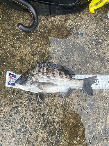 クロダイの釣果