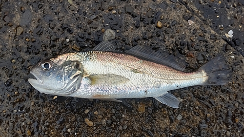 イシモチの釣果