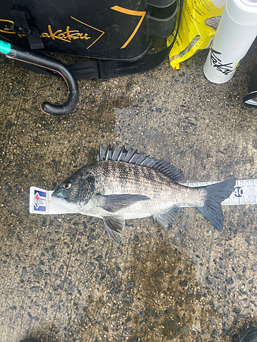 クロダイの釣果