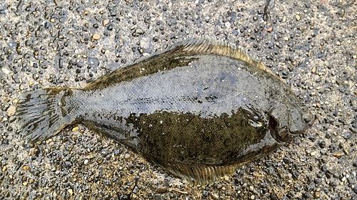 カレイの釣果