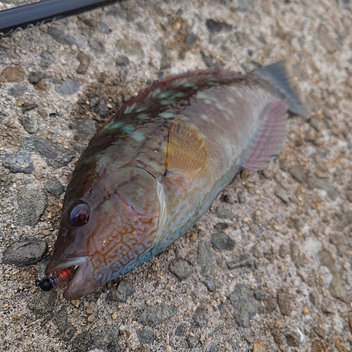 ホシササノハベラの釣果