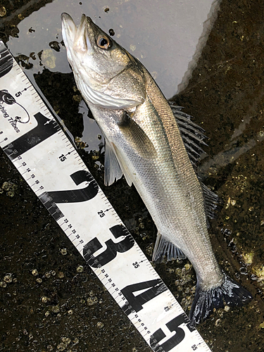 シーバスの釣果