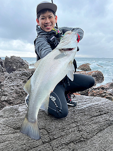 ヒラスズキの釣果