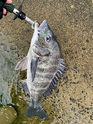 チヌの釣果