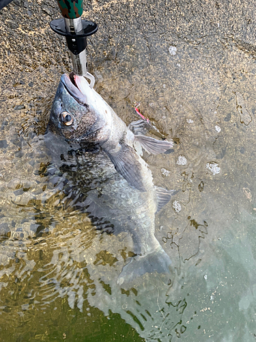 チヌの釣果