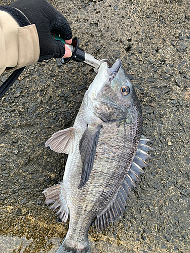 チヌの釣果