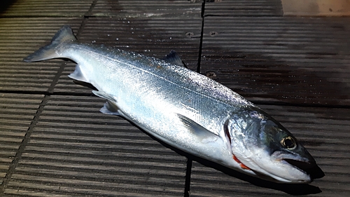 サクラマスの釣果