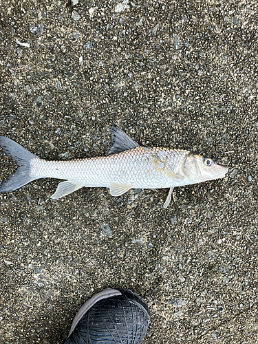 コイの釣果