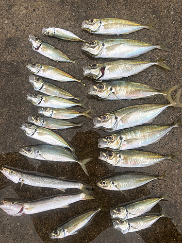 アジの釣果