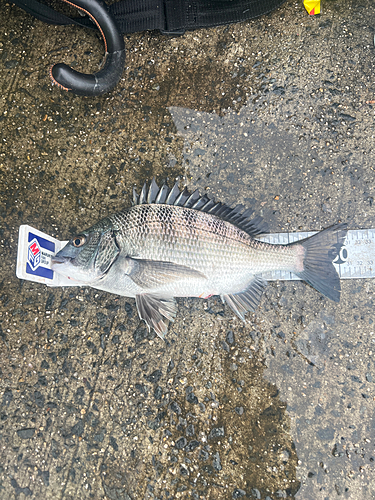 クロダイの釣果