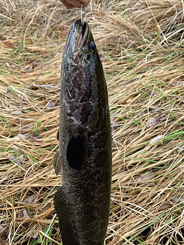 ライギョの釣果