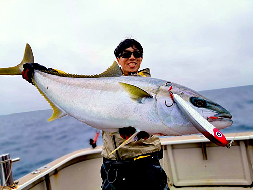 ヒラマサの釣果