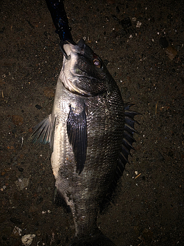 クロダイの釣果