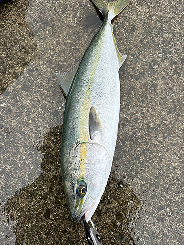 メジロの釣果