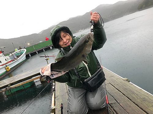 カンパチの釣果