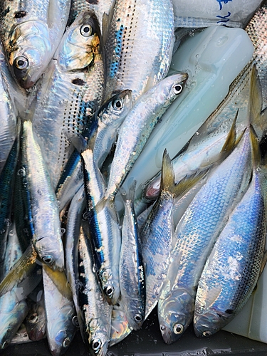 コノシロの釣果