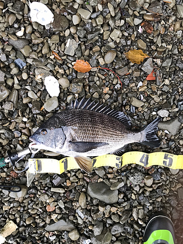 クロダイの釣果