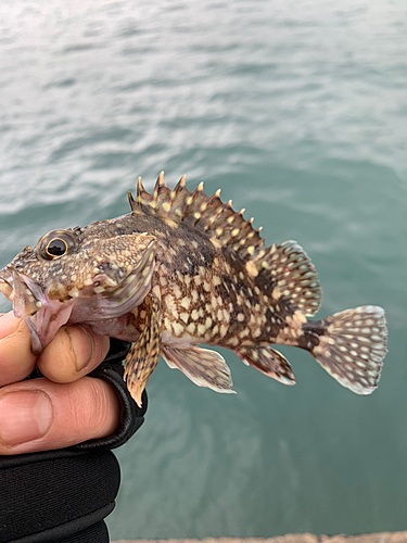 アラカブの釣果