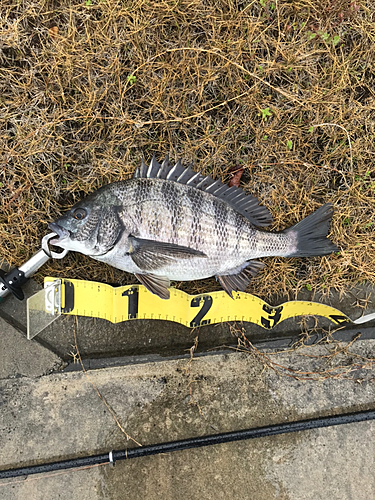 クロダイの釣果