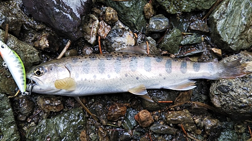 ヤマメの釣果