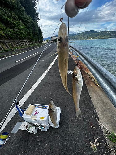 キスの釣果