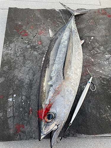 ビンチョウマグロの釣果