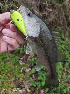 ブラックバスの釣果