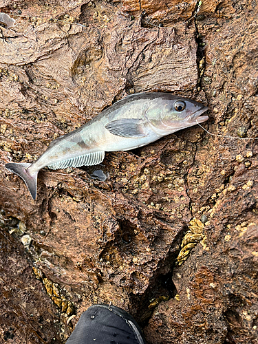 ホッケの釣果