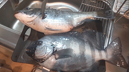 イシダイの釣果