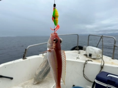 イトヨリダイの釣果