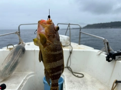 アオハタの釣果