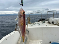 アマダイの釣果