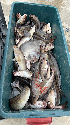 ホッケの釣果