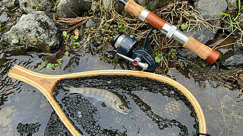 アマゴの釣果