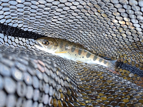 ヤマメの釣果