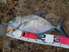 ナンヨウカイワリの釣果