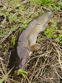 ナマズの釣果