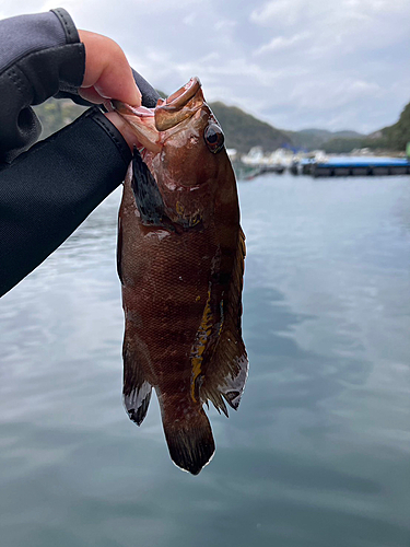 ヤミハタの釣果