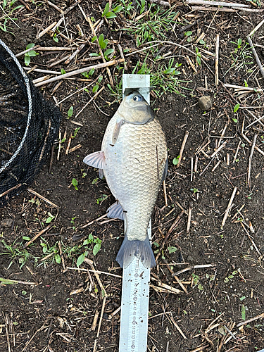 ヘラブナの釣果