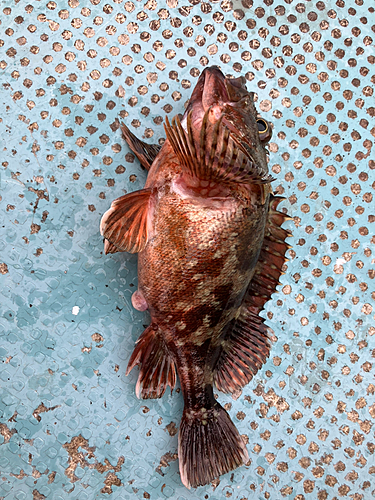 カサゴの釣果