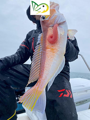 アマダイの釣果