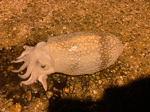 シリヤケイカの釣果