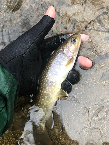 イワナの釣果