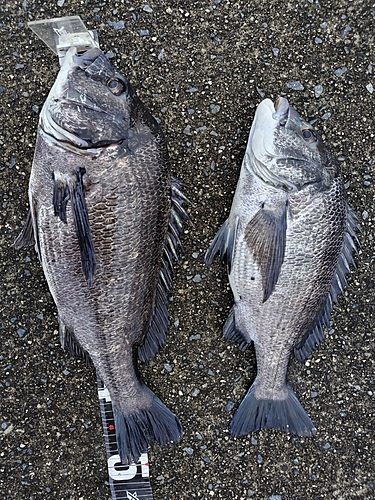 チヌの釣果