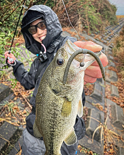 ブラックバスの釣果